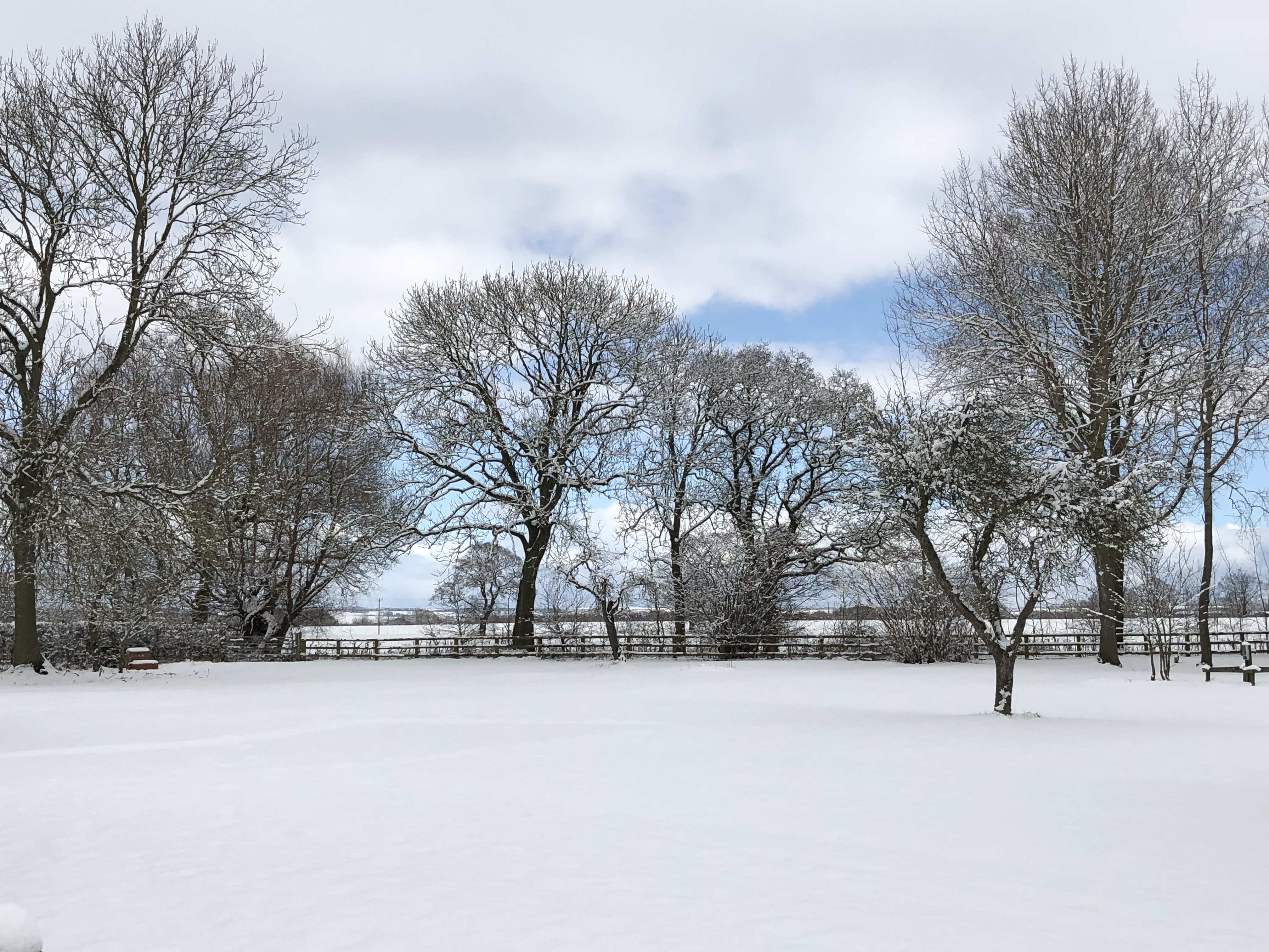 Our snow-covered orchard